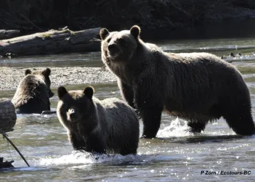 The Bear Whisperer